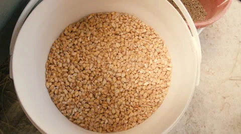 CORN &amp; CEREAL FEED Video stock 48704274