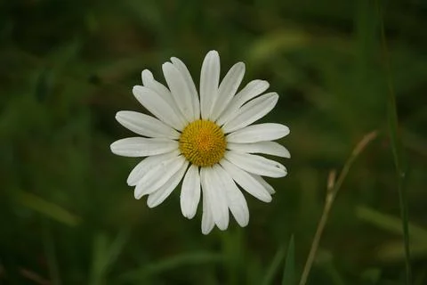 Corn Chamomile in Bloom Stock Photos