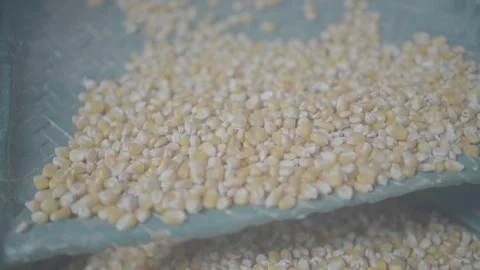 Corn Cleaning Stock Footage 245285033