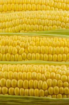 Corn close up 02 Stock Photos