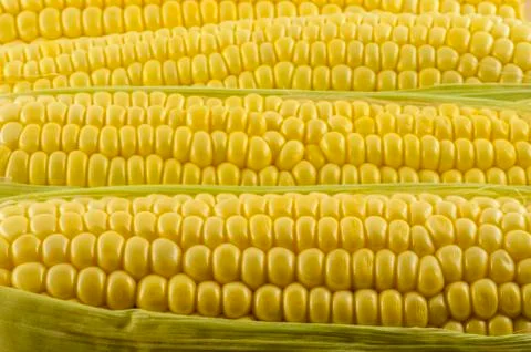 Corn close up 05 Stock Photos