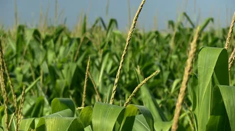 Corn (close up) in Breeze Video stock 11535213