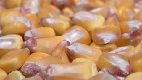 Corn close up. Corn grains. Macro image. 4K video. Vidéo 142801364