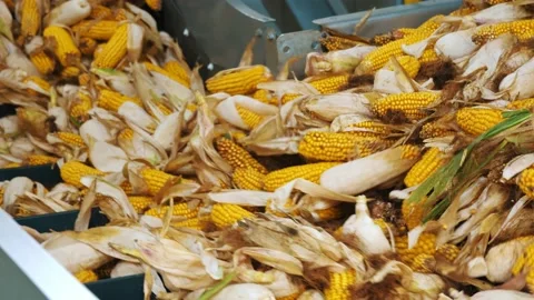 Corn. close-up. corn seeds production. Corn processing factory. an enterprise Stock Footage 161410585
