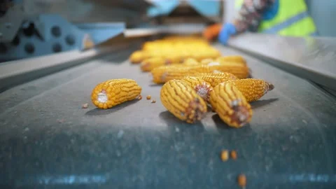 Corn. close-up. corn seeds production. Corn processing factory. an enterprise Stock Footage 161412328