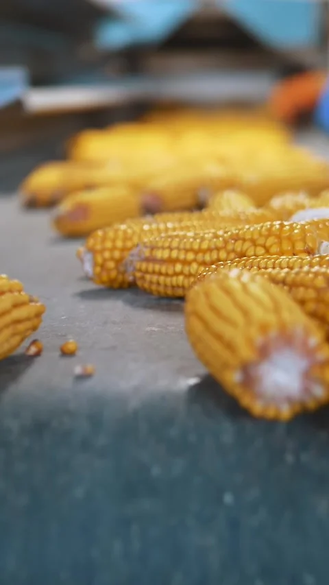 Corn. close-up. corn seeds production. Corn processing factory. an enterprise Stock Footage 310953548