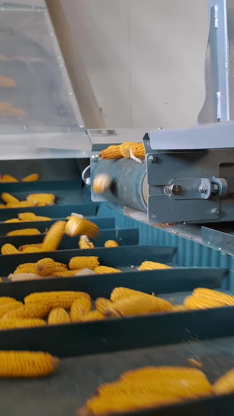 Corn. close-up. corn seeds production. Corn processing factory. an enterprise Stock Footage 311642125
