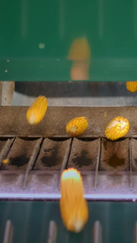 Corn. close-up. corn seeds production. Corn processing factory. an enterprise Stock Footage 314787238