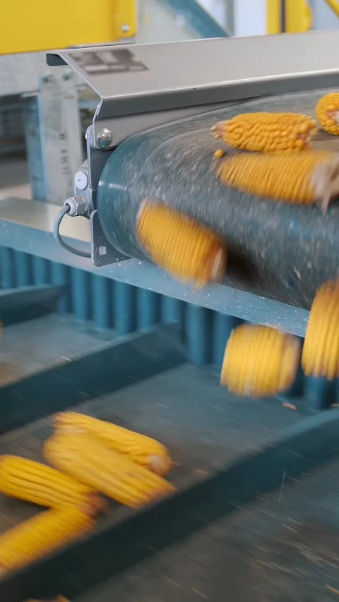 Corn. close-up. corn seeds production. Corn processing factory. an enterprise Stock Footage 315216562