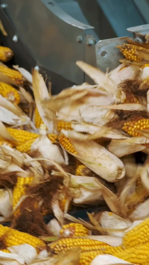 Corn. close-up. corn seeds production. Corn processing factory. an enterprise Stock Footage 315441552