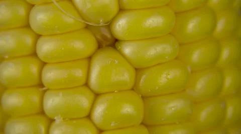 Corn, close up of detail and texture. (can play as seamless loop) Stock Footage 60951813