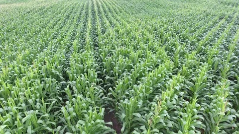 Corn close flyby (4k) Stock Footage 78566731