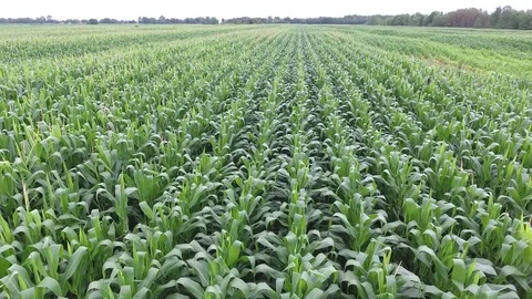 Corn close flyby one direction (4K) Stock Footage 78566793