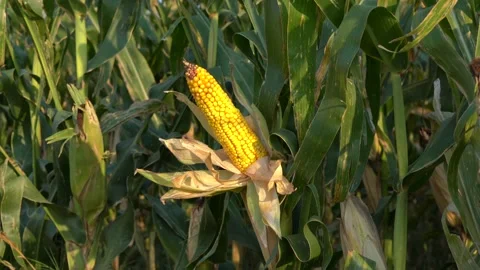 Corn Close-Up Stock Footage 198623924