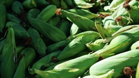 Corn close-up Stock Footage 270215861