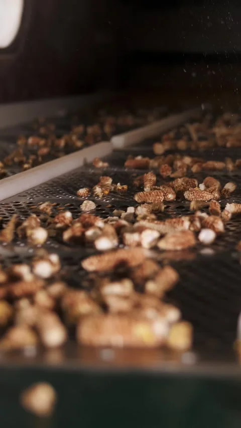 Corn. close-up. peeled corn cobs on conveyor belt. corn seed cleaning line at Stock Footage 313344785