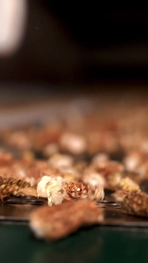 Corn. close-up. peeled corn cobs on conveyor belt. corn seed cleaning line at Stock Footage 313345273