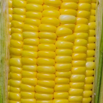 Corn close up Stock Photos