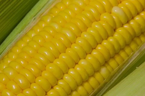 Corn close up Stock Photos