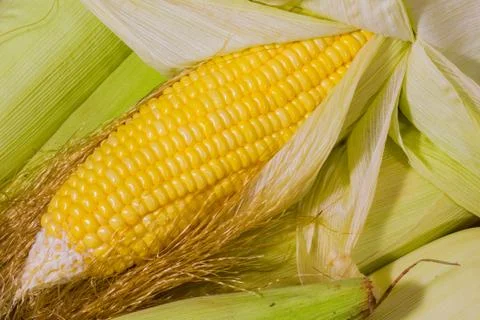 Corn close up Stock Photos