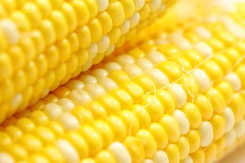 Corn close-up. Foto stock