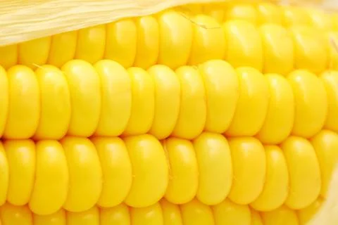 Corn close-up. Stock Photos