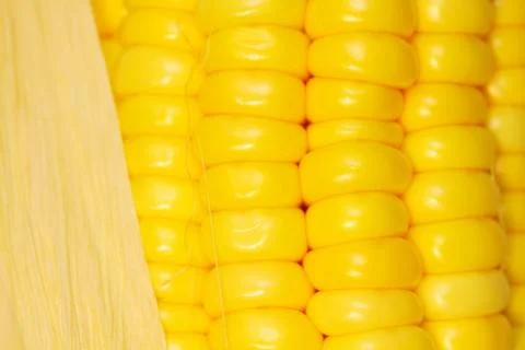 Corn close-up. Stock Photos