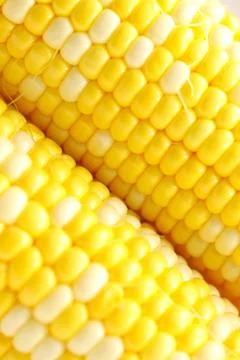 Corn close-up. Stock Photos