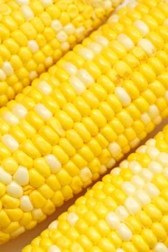Corn close-up. Stock Photos