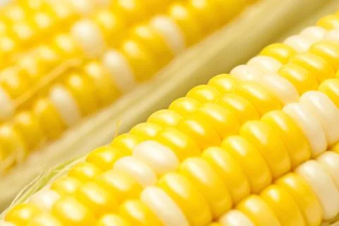 Corn, close-up. Foto stock