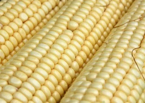 Corn close up Stock Photos