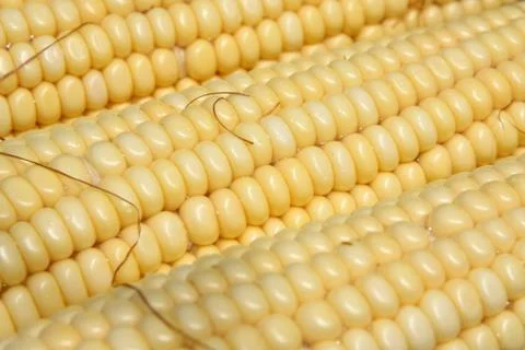 Corn close up Stock Photos