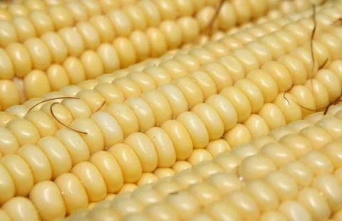 Corn close up Stock Photos