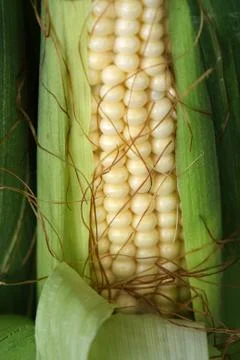 Corn close up Stock Photos