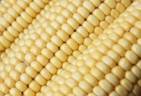 Corn close up Stock Photos
