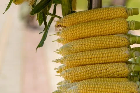 Corn close up Stock Photos