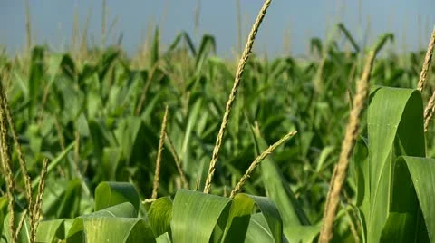 Corn (close up) Rack Focus Stock-Footage 11533127