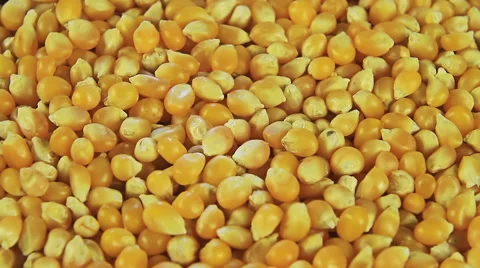 Corn close up rotation, able to loop Stock Footage 53753097