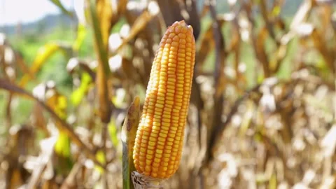 Corn close up shot Video stock 251763067