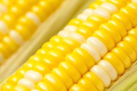 Corn, close-up shot. Stock Photos