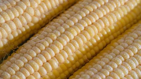 Corn close-up with water droplets Stock Photos