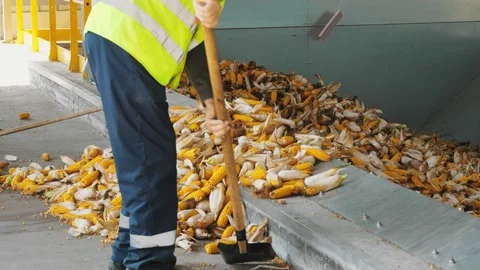 Corn. close-up. the worker loads the corn cobs scattered during unloading into Video stock 172047406