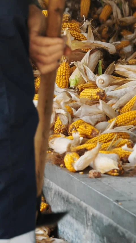 Corn. close-up. the worker loads the corn cobs scattered during unloading into Stock Footage 307694428