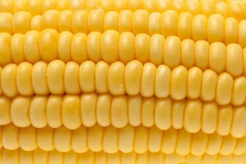 Corn closed up Stock Photos