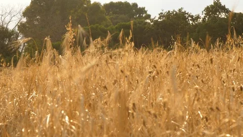 Corn closeup in golden wheat field on a sunny day in Italy Stock Footage 106164054