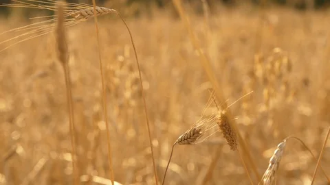 Corn closeup in golden wheat field on a sunny day in Italy Vídeo Stock 119866302