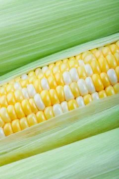 Corn closeup Stock Photos