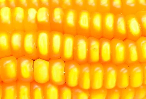 Corn closeup Stock Photos