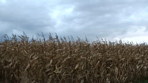 Corn Clouds Stockbeeldmateriaal 559126