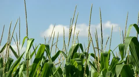 Corn &amp; Clouds Stock-Footage 11545487